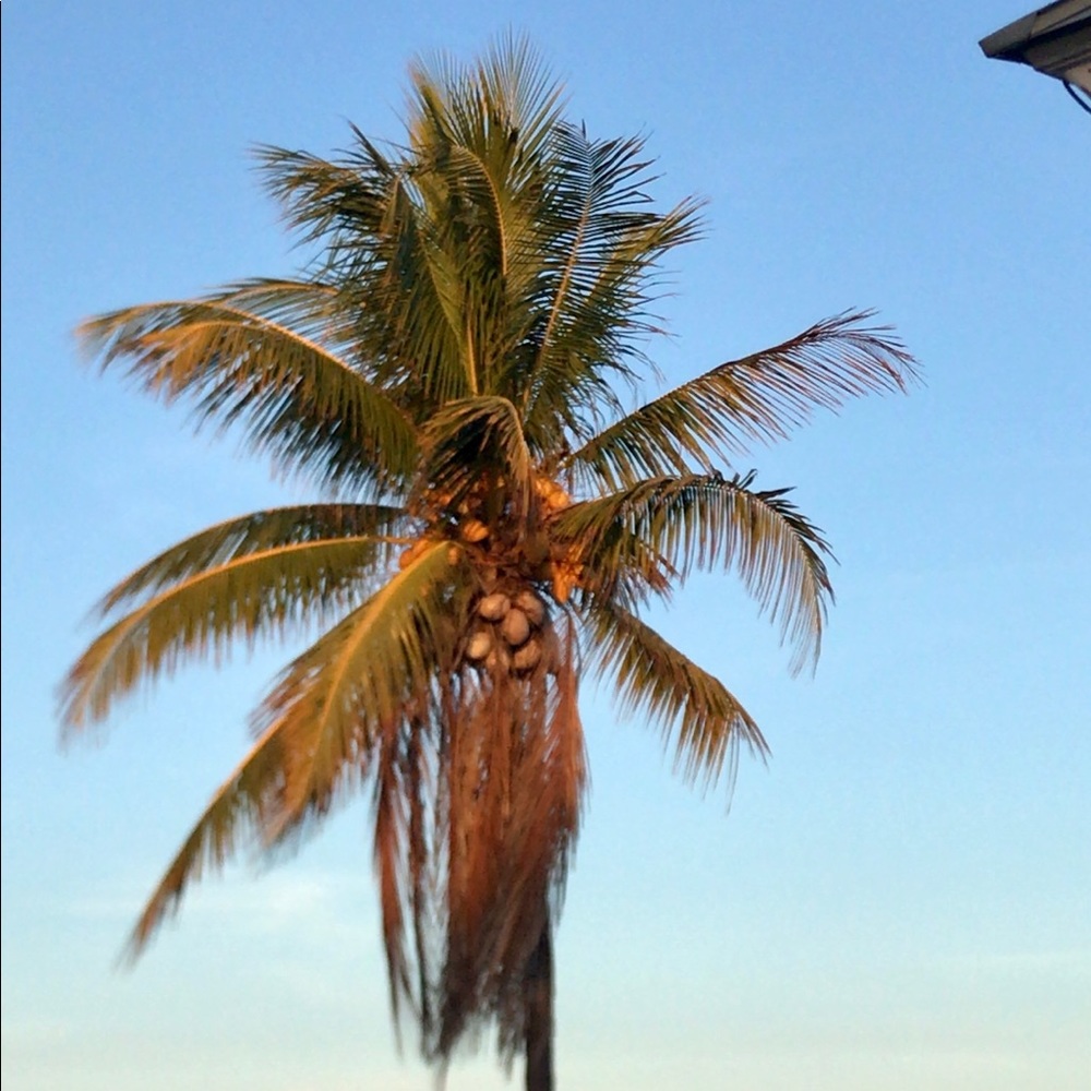 Meet your Posher, Cocofinds!